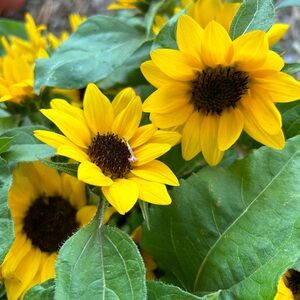 Meet your Posher, Carla